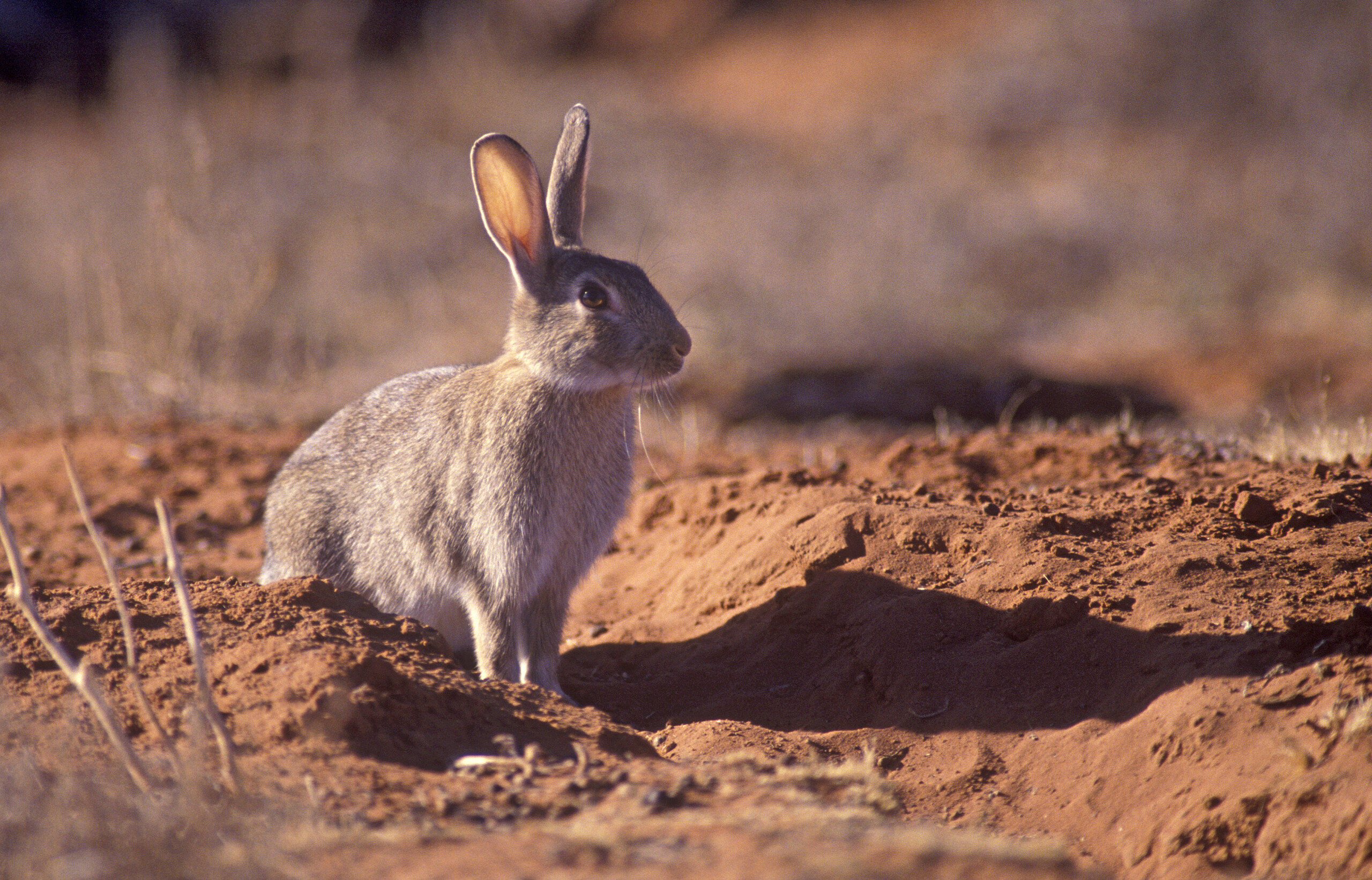 Exploding rabbit populations in Western Australia are causing severe crop damage