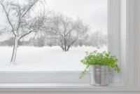5 easy tips to keep your houseplants happy & healthy in winter