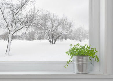 5 easy tips to keep your houseplants happy & healthy in winter