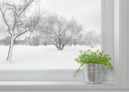 5 easy tips to keep your houseplants happy & healthy in winter