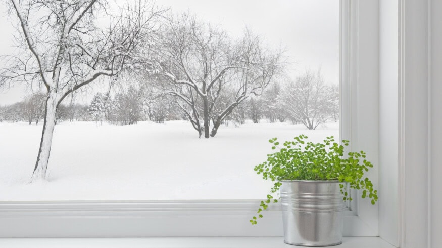 5 easy tips to keep your houseplants happy & healthy in winter
