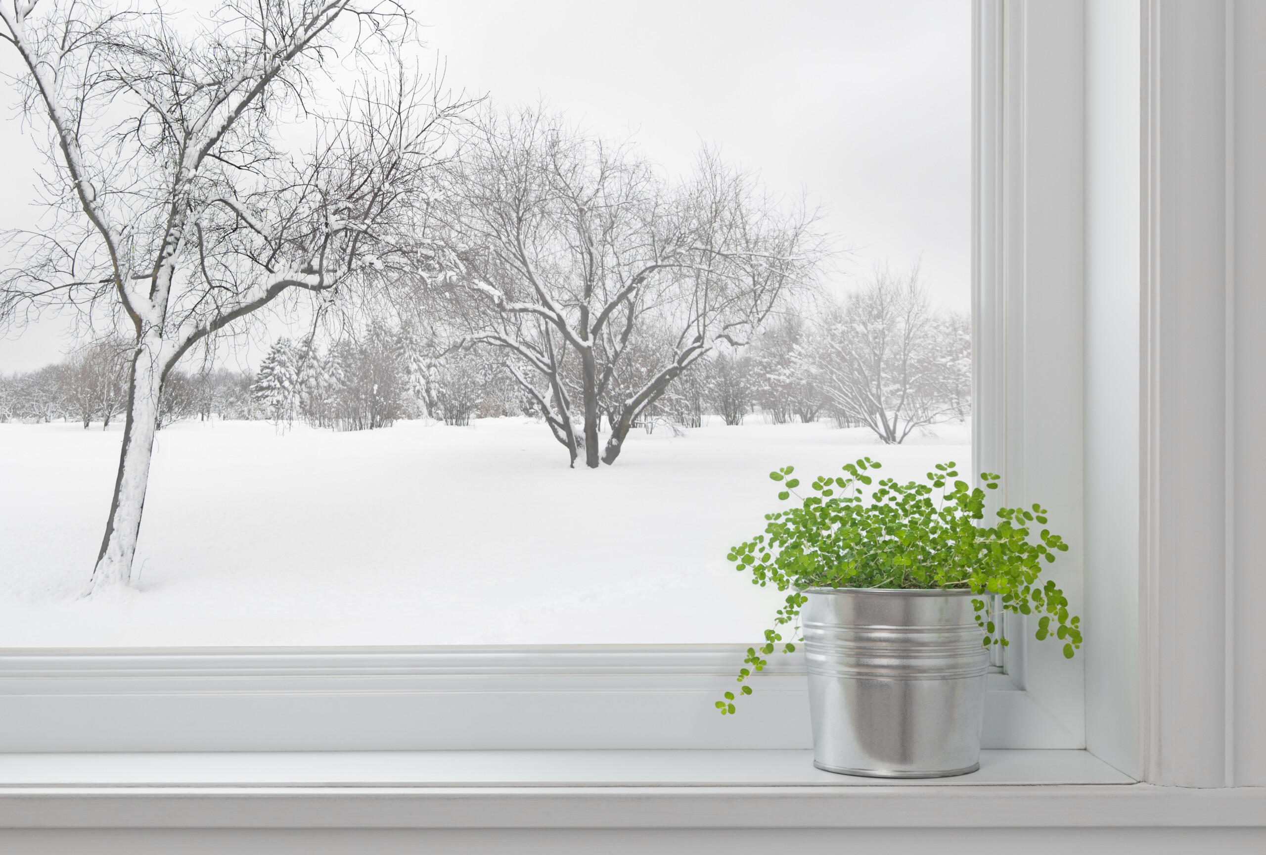 5 easy tips to keep your houseplants happy & healthy in winter