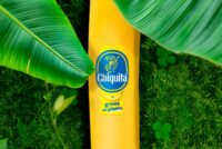 Chiquita completes banana pan-genome to accelerate disease-resistant breeding