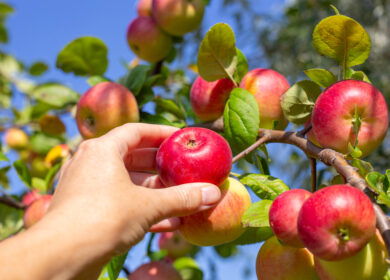 Most apples sold across Europe contain multiple harmful pesticide residues, NGO study says