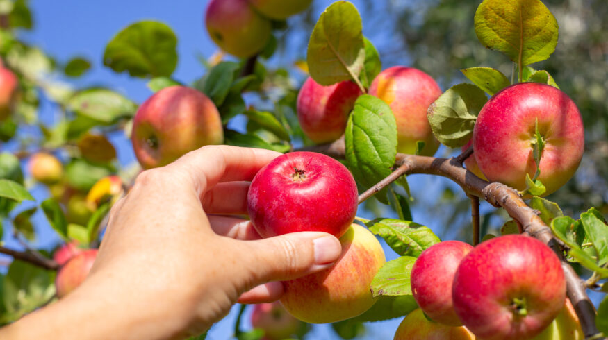 Most apples sold across Europe contain multiple harmful pesticide residues, NGO study says