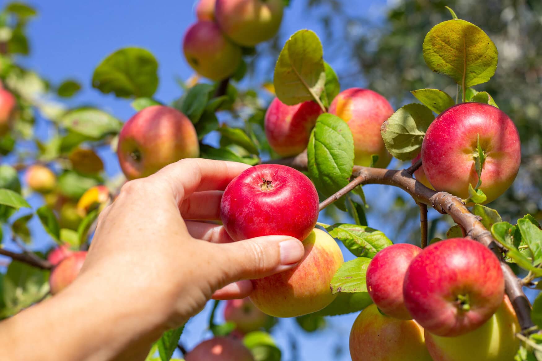 Most apples sold across Europe contain multiple harmful pesticide residues, NGO study says