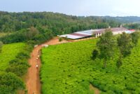 Fertilizer shortage in Burundi raises fears of food crisis