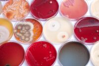 Renaissance BioScience secures Genome BC funding to build yeast discovery platform