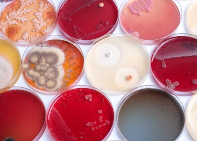 Renaissance BioScience secures Genome BC funding to build yeast discovery platform