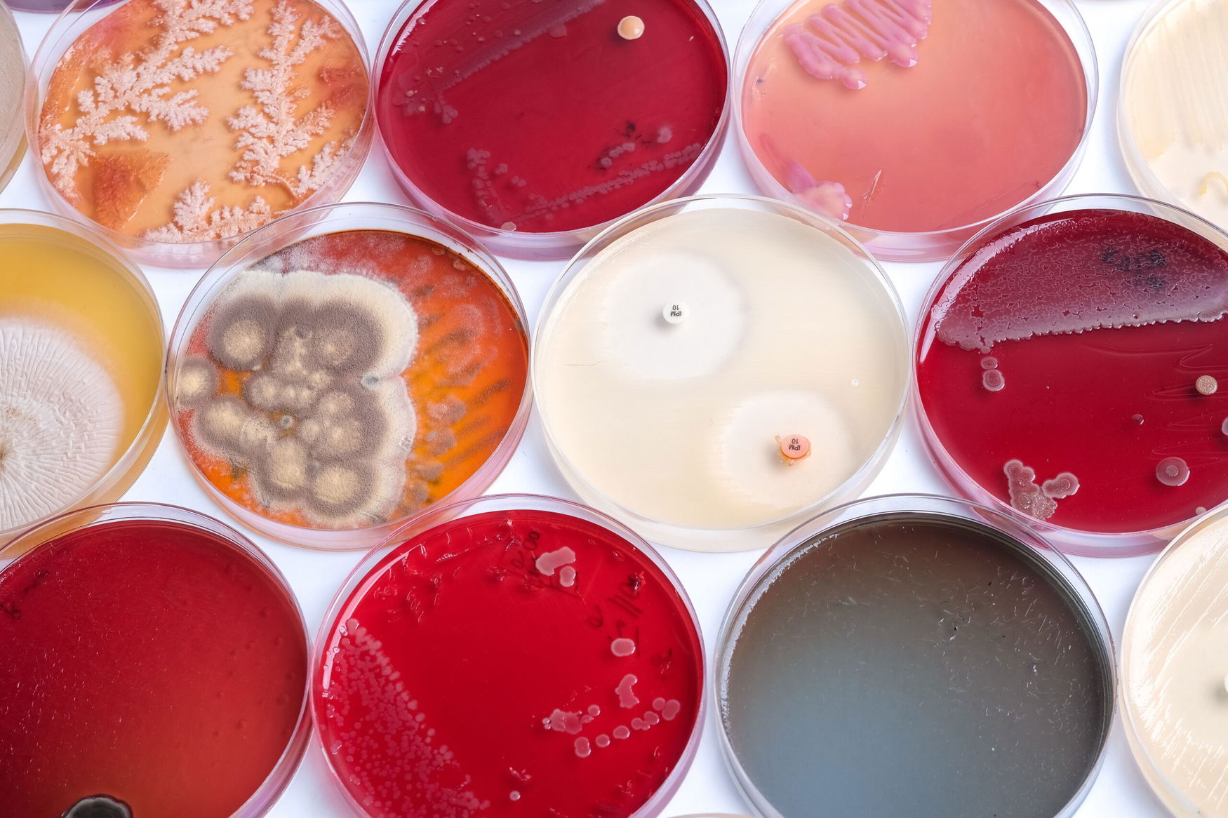 Renaissance BioScience secures Genome BC funding to build yeast discovery platform