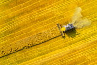 Syngenta prepares European launch of X-Terra hybrid wheat after French approval