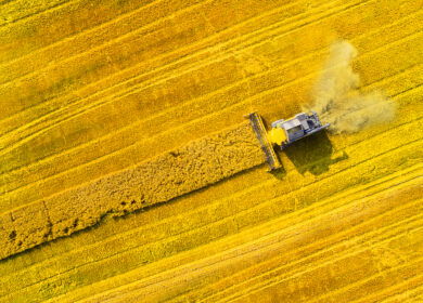 Syngenta prepares European launch of X-Terra hybrid wheat after French approval