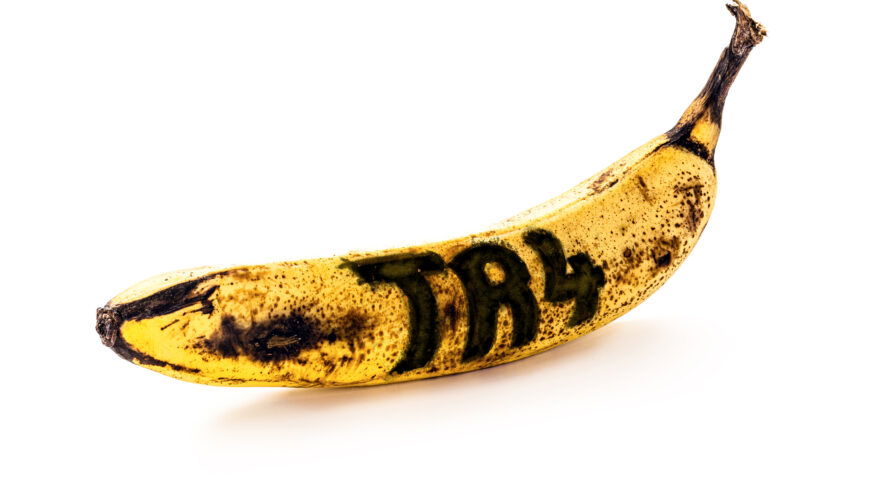 Scientists identify gene that could shield bananas from Panama disease