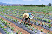 BASF, Yuntianhua renew Limus partnership, set 2030 emissions goal in China