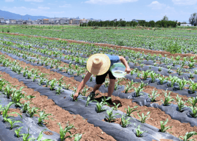 BASF, Yuntianhua renew Limus partnership, set 2030 emissions goal in China