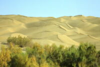 China’s Taklamakan afforestation drive turns desert fringe into carbon sink, study finds