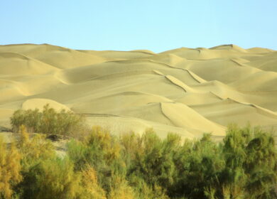 China’s Taklamakan afforestation drive turns desert fringe into carbon sink, study finds