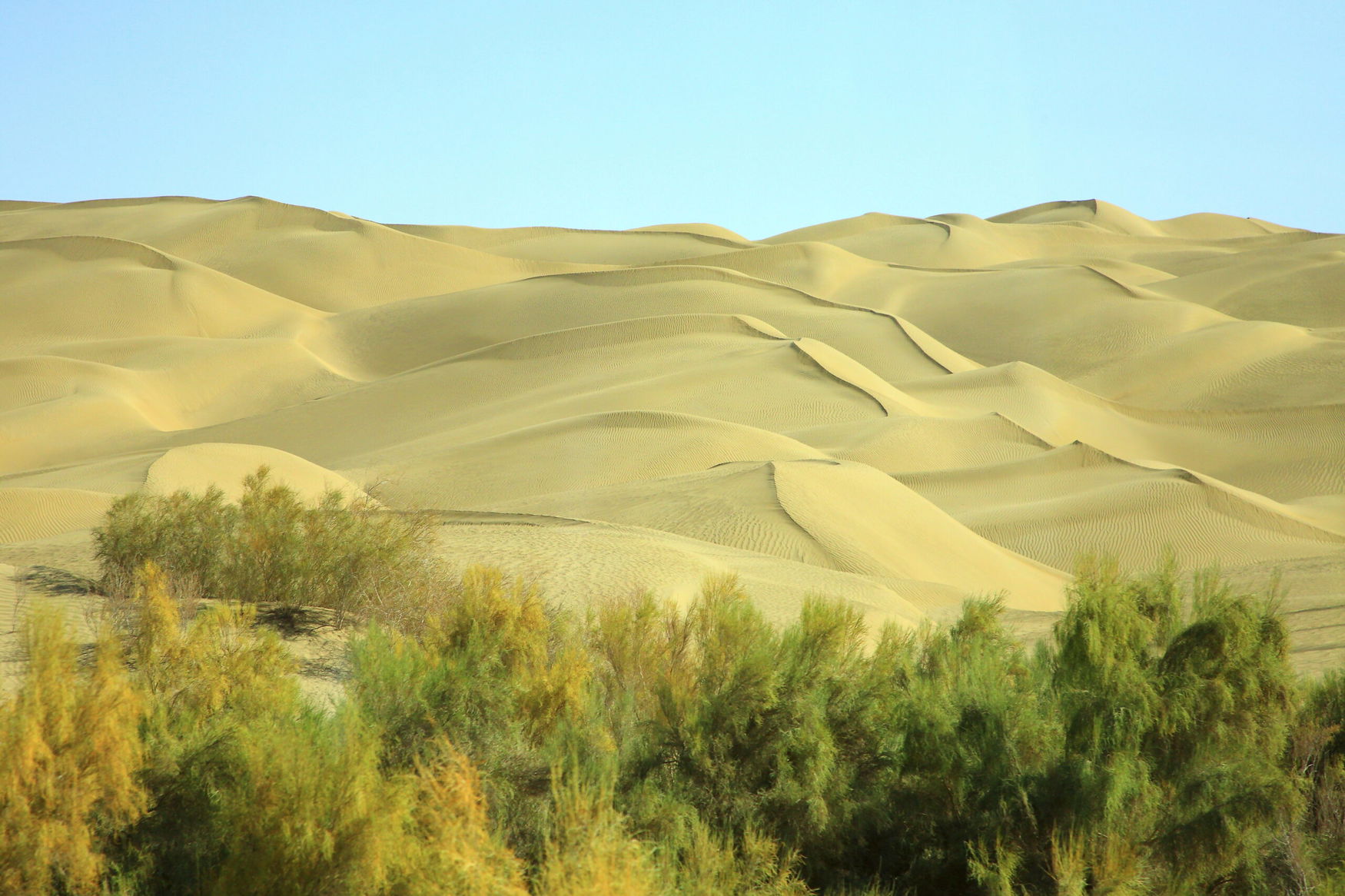 China’s Taklamakan afforestation drive turns desert fringe into carbon sink, study finds