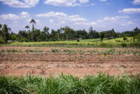 Drought slashes corn and wheat output in central Kenya as food prices climb