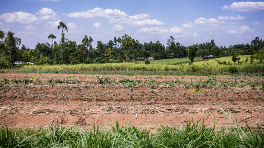 Drought slashes corn and wheat output in central Kenya as food prices climb