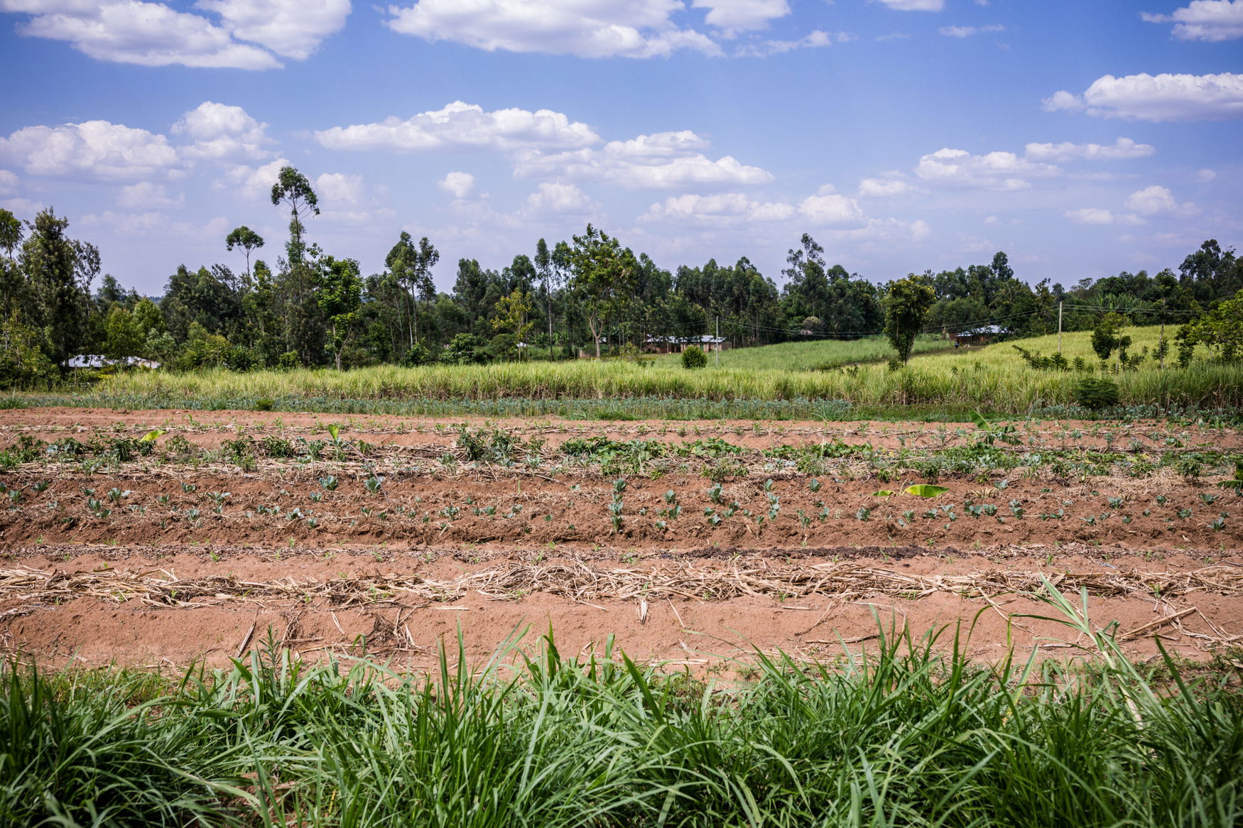 Drought slashes corn and wheat output in central Kenya as food prices climb