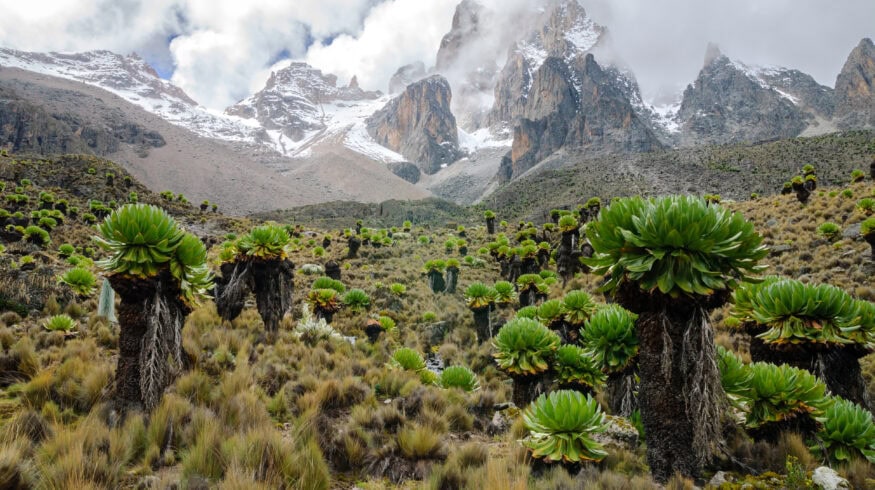 Kenya’s highland farmers experiment with no-till, crop diversity, and data-driven agronomy
