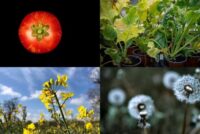 Cibus joins UK-backed precision breeding effort to protect oilseed rape