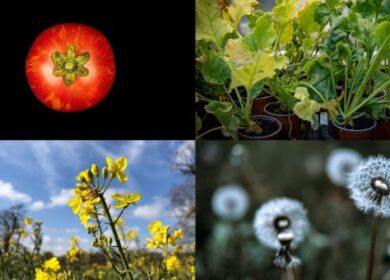 Cibus joins UK-backed precision breeding effort to protect oilseed rape