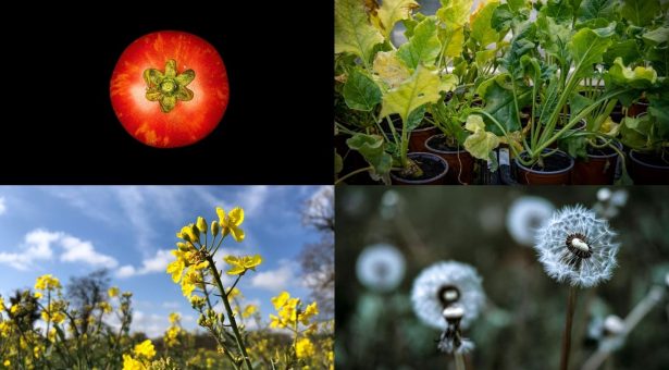 Cibus joins UK-backed precision breeding effort to protect oilseed rape