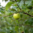Apple output falls 50% in Himachal, India as blight, erratic weather hit growers