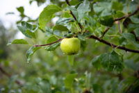 Apple output falls 50% in Himachal, India as blight, erratic weather hit growers