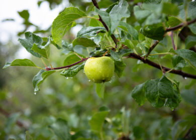 Apple output falls 50% in Himachal, India as blight, erratic weather hit growers