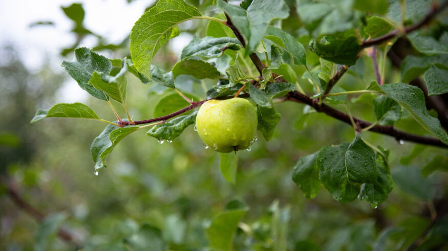 Apple output falls 50% in Himachal, India as blight, erratic weather hit growers