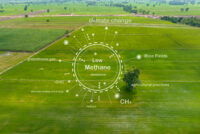 Food companies test new market tool to cut fertilizer emissions