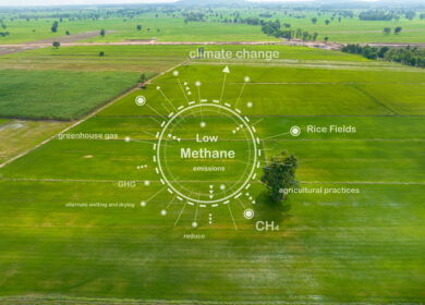 Food companies test new market tool to cut fertilizer emissions