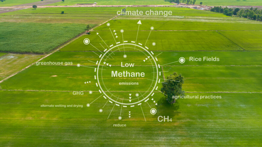 Food companies test new market tool to cut fertilizer emissions