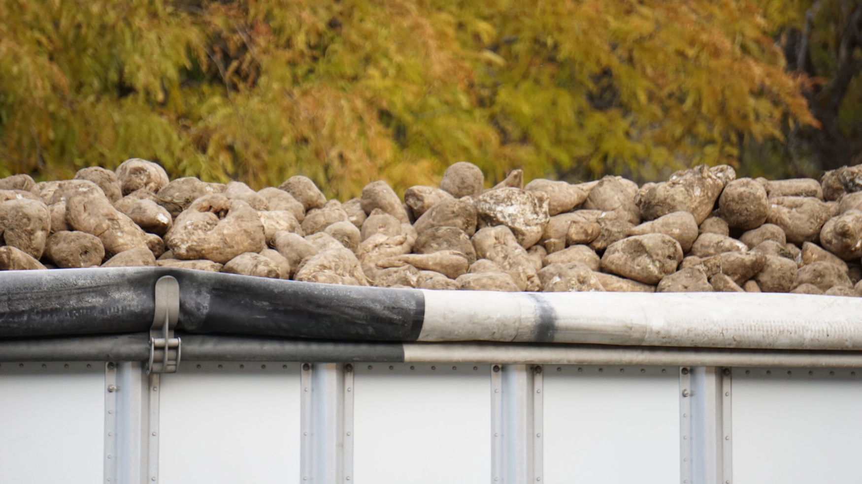 USDA unveils $150 million aid package for U.S. sugar farmers