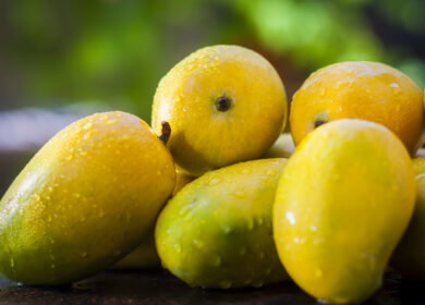 Indian mango growers push for modernization as climate pressures mount