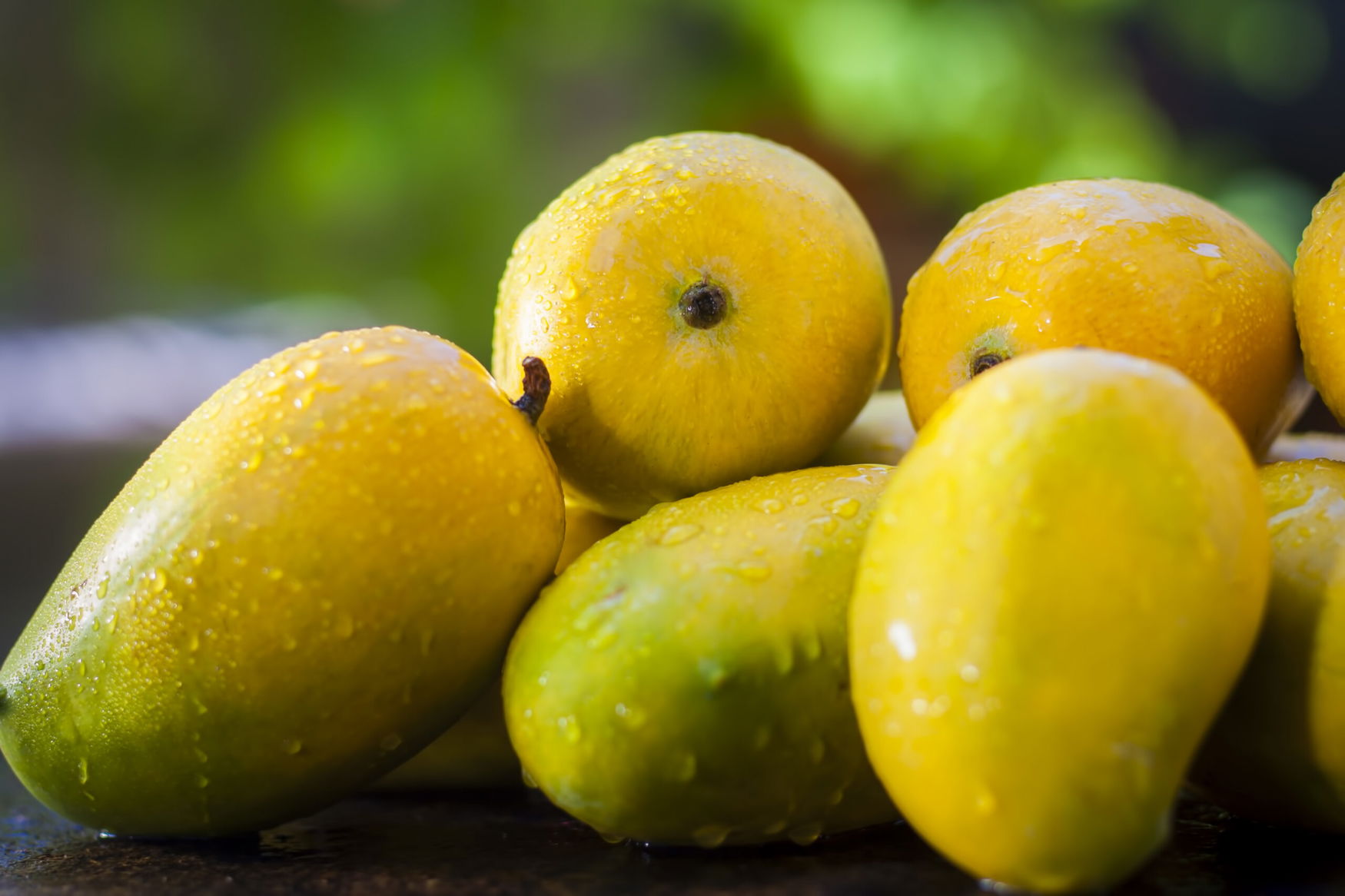 Indian mango growers push for modernization as climate pressures mount
