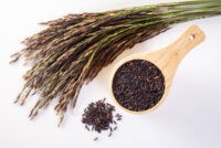 US research accelerates AI-driven rice breeding to raise yields and target premium grain markets