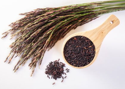 US research accelerates AI-driven rice breeding to raise yields and target premium grain markets