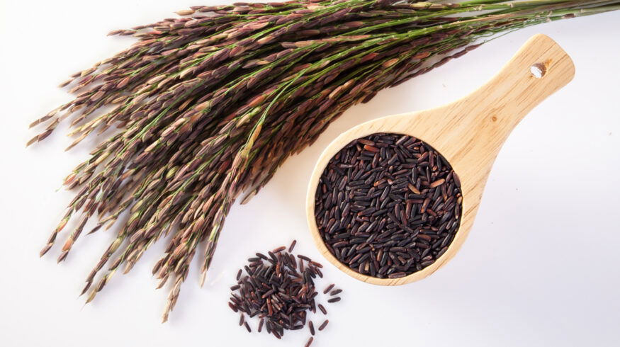 US research accelerates AI-driven rice breeding to raise yields and target premium grain markets