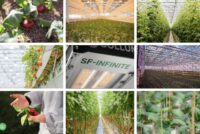 Sollum launches SF-INFINITE dynamic LED platform for commercial greenhouses