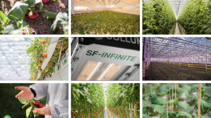 Sollum launches SF-INFINITE dynamic LED platform for commercial greenhouses