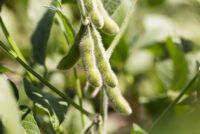 Embrapa’s microbe research cuts fertilizer use and reshapes Brazil’s soybean sector