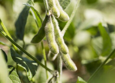 Embrapa’s microbe research cuts fertilizer use and reshapes Brazil’s soybean sector