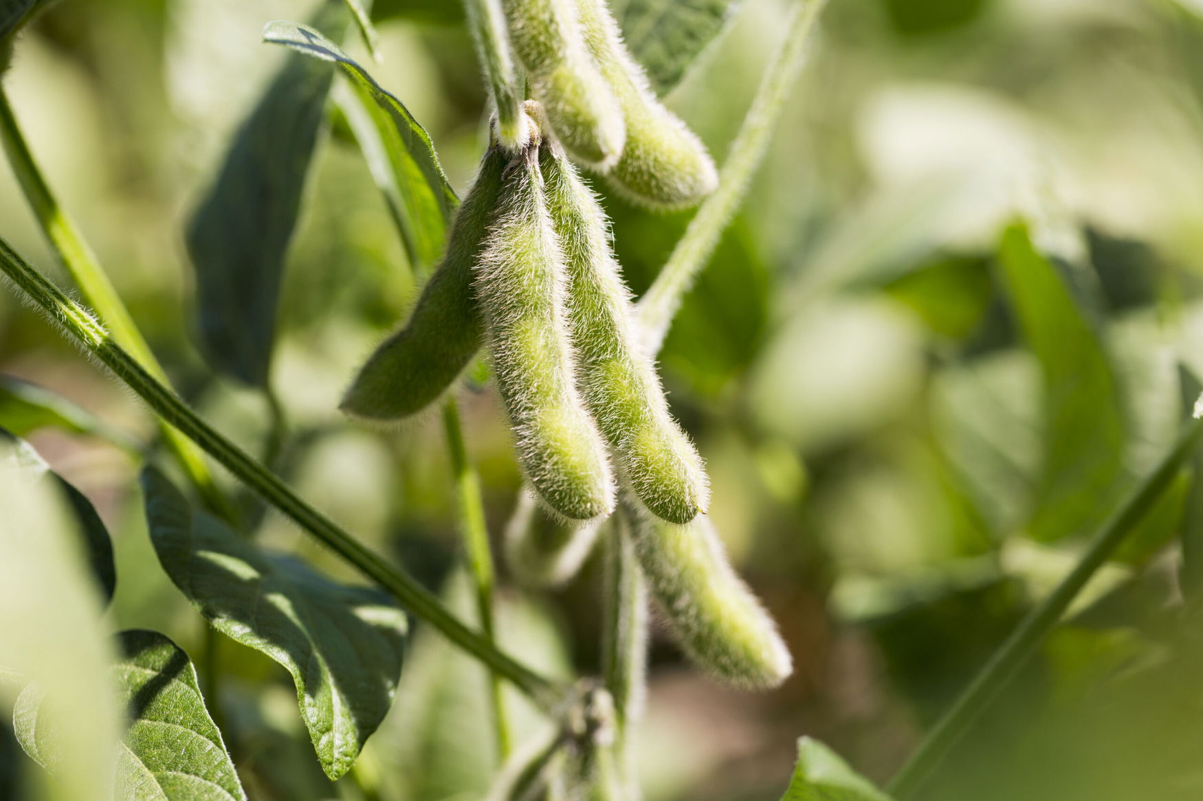 Embrapa’s microbe research cuts fertilizer use and reshapes Brazil’s soybean sector