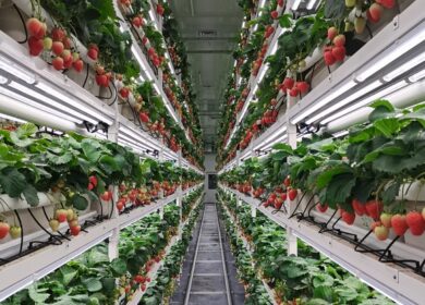 Montel and Toronto Metropolitan University test bee-free indoor berry production as vertical farming seeks profitability
