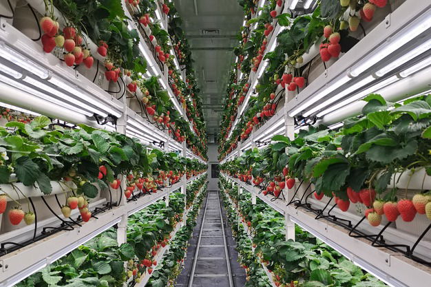 Montel and Toronto Metropolitan University test bee-free indoor berry production as vertical farming seeks profitability