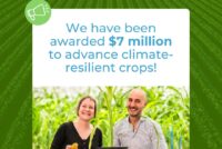 Rainbow Crops receives $7 million Gates Foundation grant for climate-resilient crop research